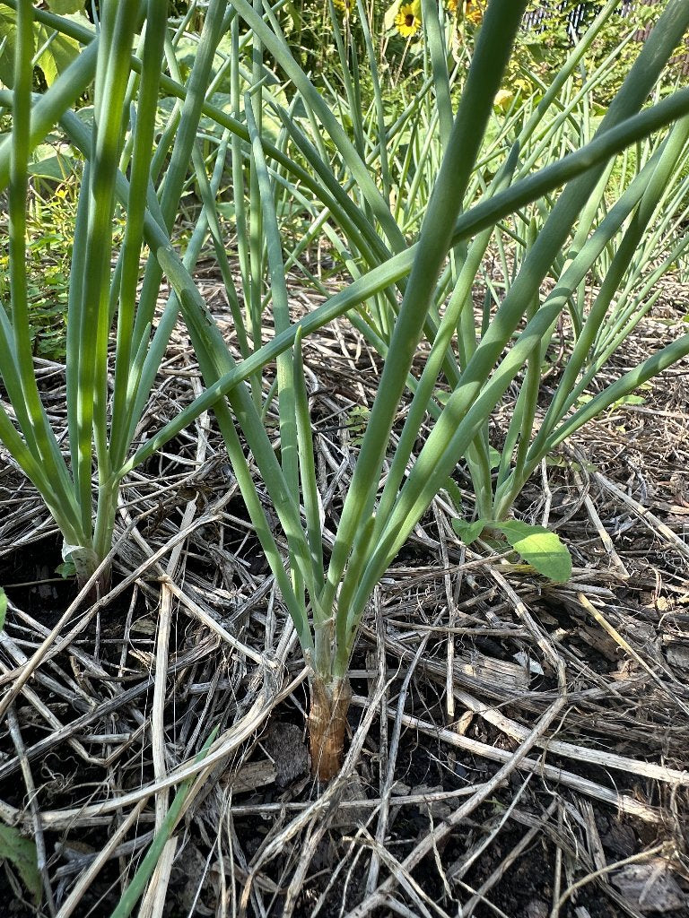 Plusieurs échalotte St-Anne au jardin