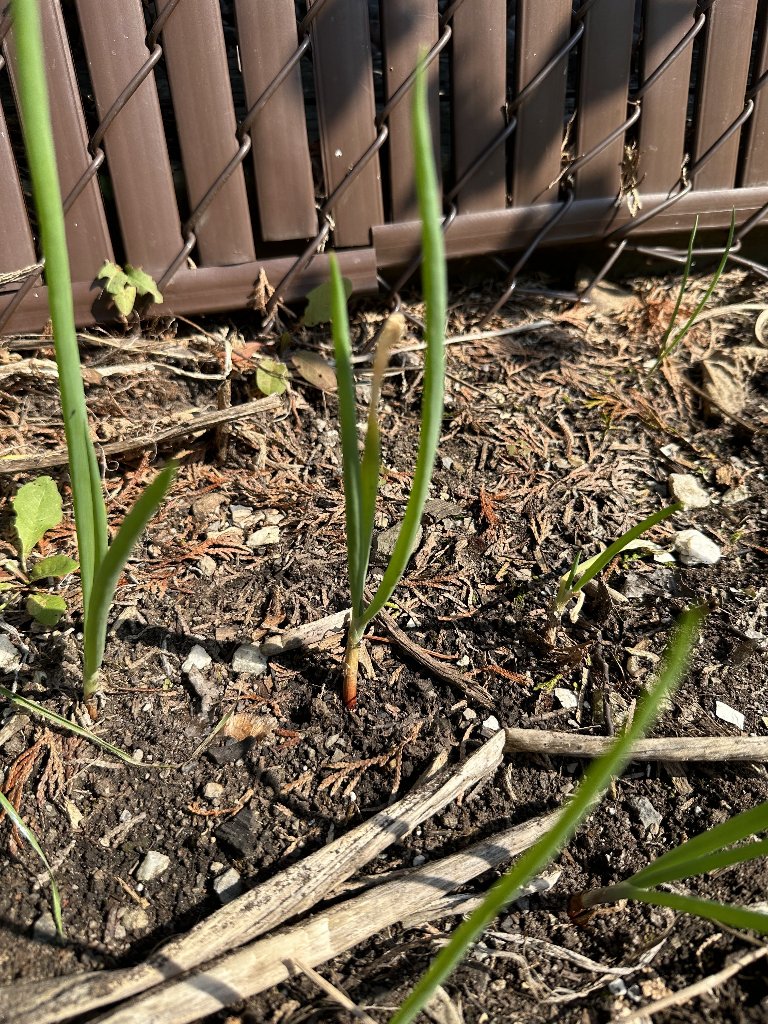Oignon égyptien dans le jardin