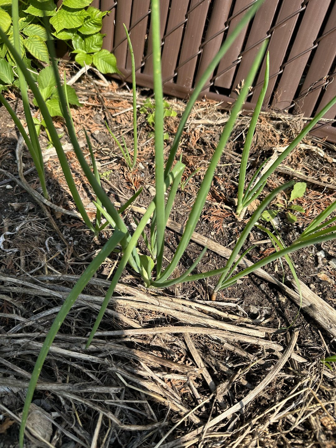 Plusieurs oignons égyptien dans le jardin