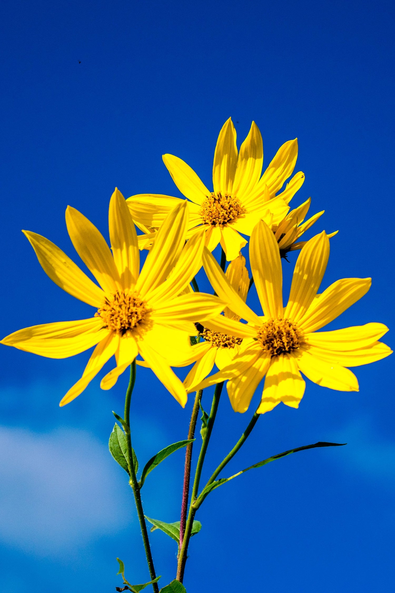 Fleurs de topinambour