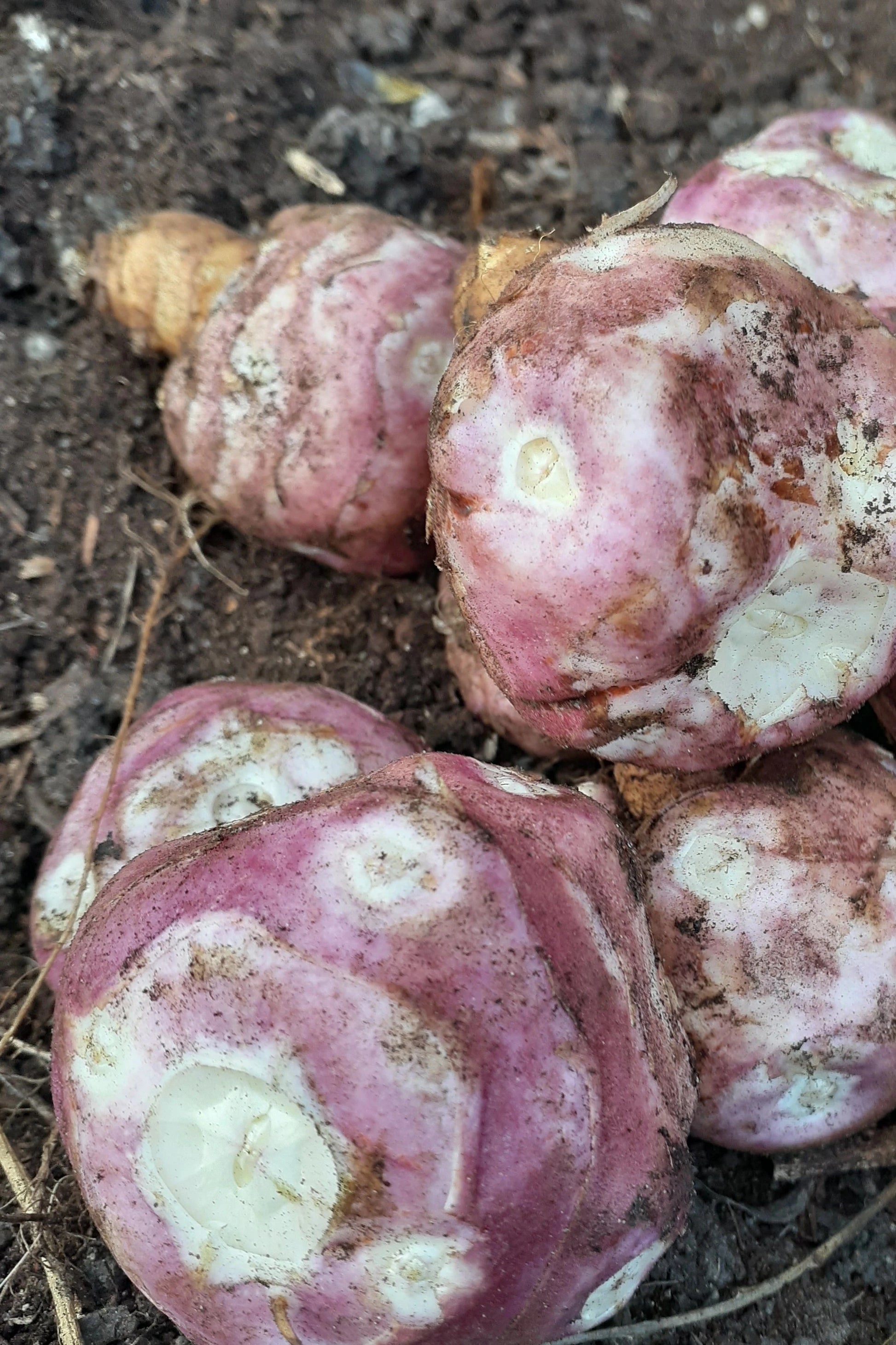 Tubercules de topinambour skorospelka