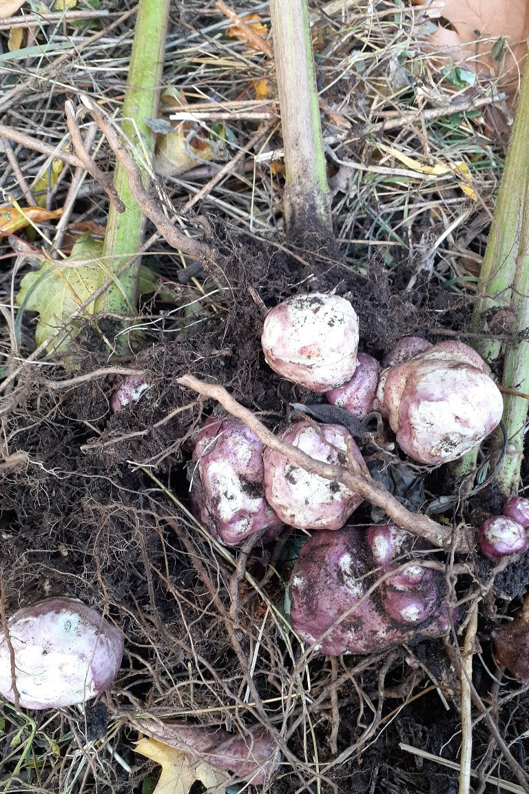Tubercules de topinambour attachés à la tige principale