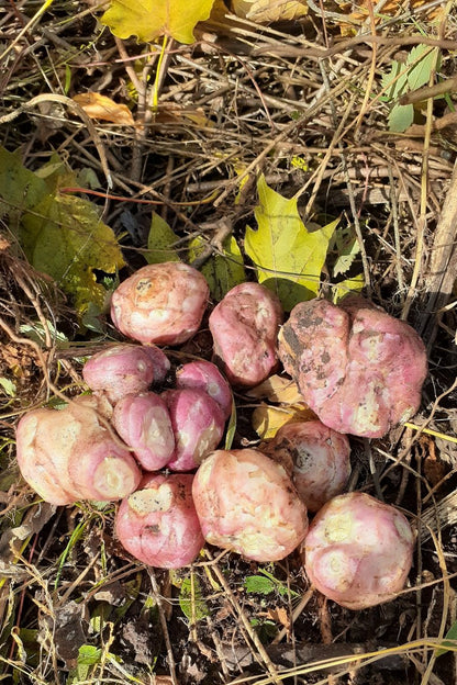 Groupe de tubercules de topinambour sur le sol du jardin