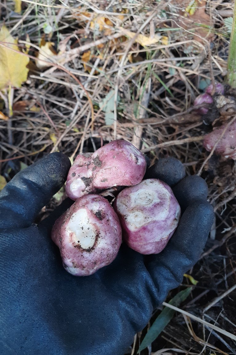 Trois tubercules de topinambour Skorospelka dans la main.
